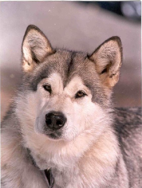 CH. Labelle de La Fougue du Nord