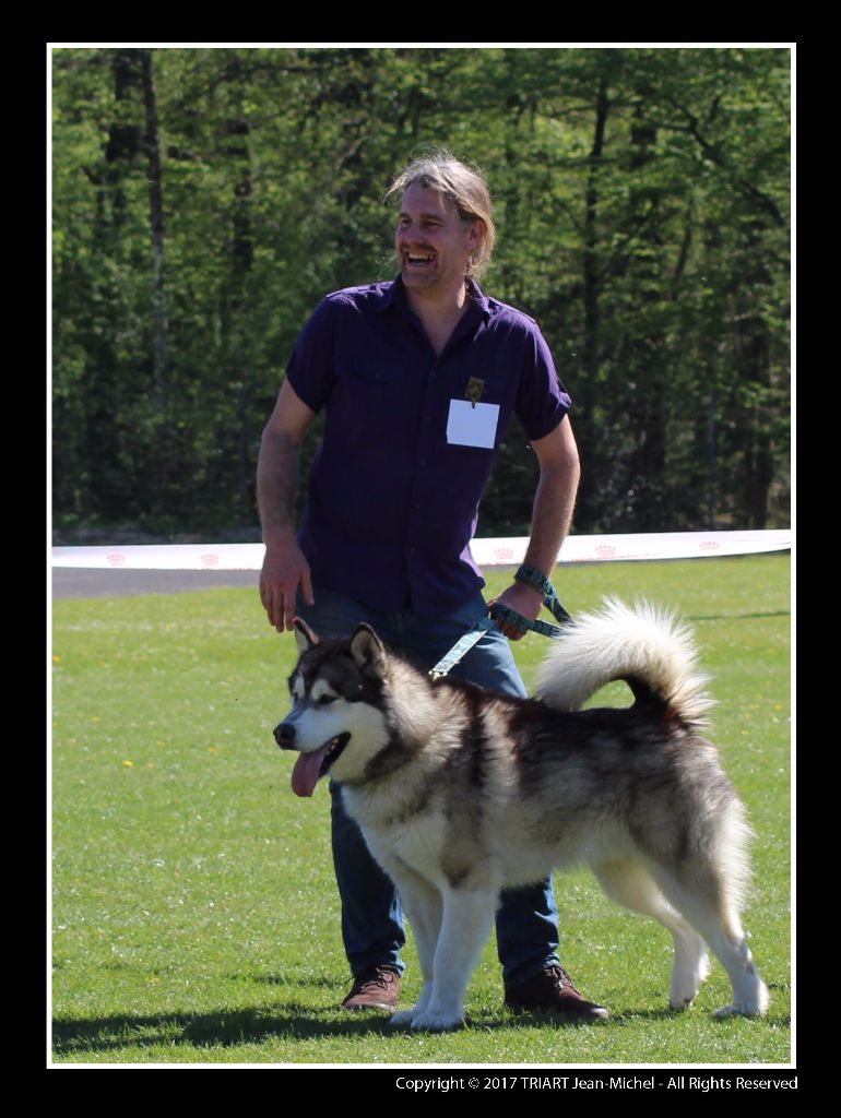 CH. Joliboy de La Fougue du Nord