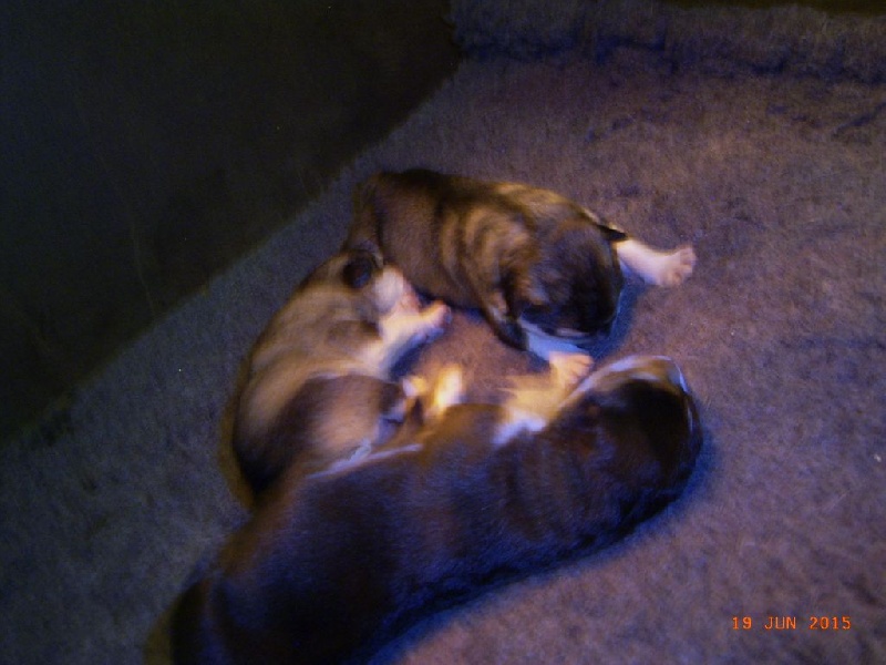 de La Fougue du Nord - Alaskan Malamute - Portée née le 18/06/2015