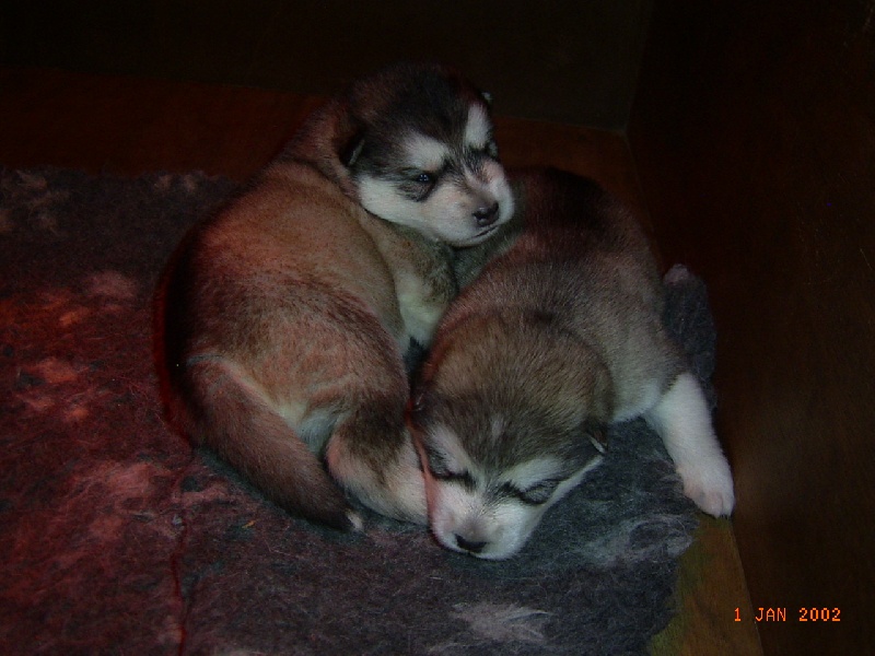 de La Fougue du Nord - Alaskan Malamute - Portée née le 13/02/2014