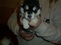 CHIOT